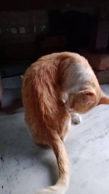 pussy cat and kitten #ytshorts #new #trending #youtube #shorts #love #subscribe #valentine #like смотреть онлайн