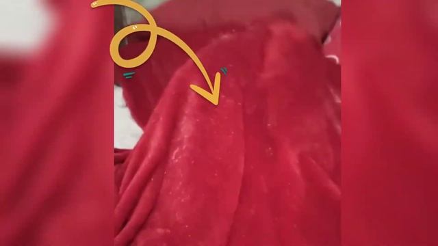 Смешные животные. Собака Феня смотреть онлайн