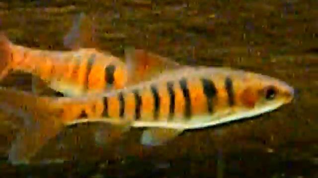 Barbus fasciolatus.flv смотреть онлайн