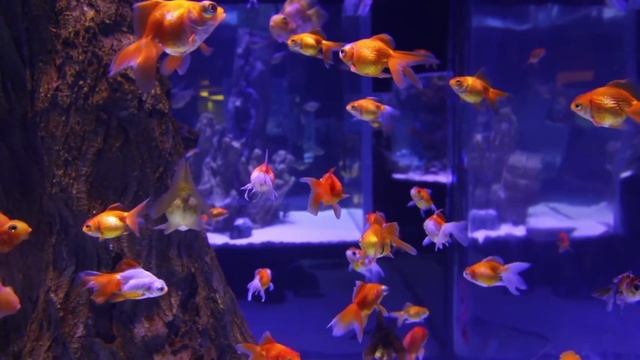 Домашние питомцыВикторина для малышейРазвивающие мультики для детей смотреть онлайн