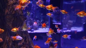 Домашние питомцыВикторина для малышейРазвивающие мультики для детей