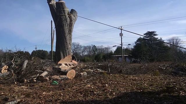 Biggest tree in a neighborhood 5 ft Bass 6 ft chainsaw blade.Go to description to get your tree dow смотреть онлайн