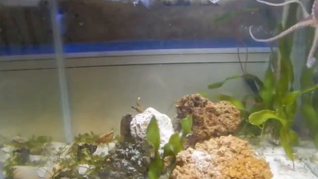 How to PLAY with your Baby Octopus смотреть онлайн