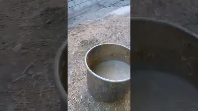 откорм быков смотреть онлайн