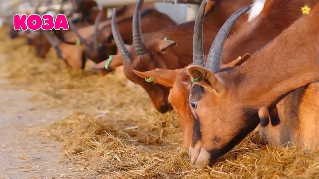 Домашние животные для детей 60 минут Звуки животных Как говорят животные