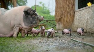 Учим домашних животных  Названия и звуки животных для самых маленьких детей