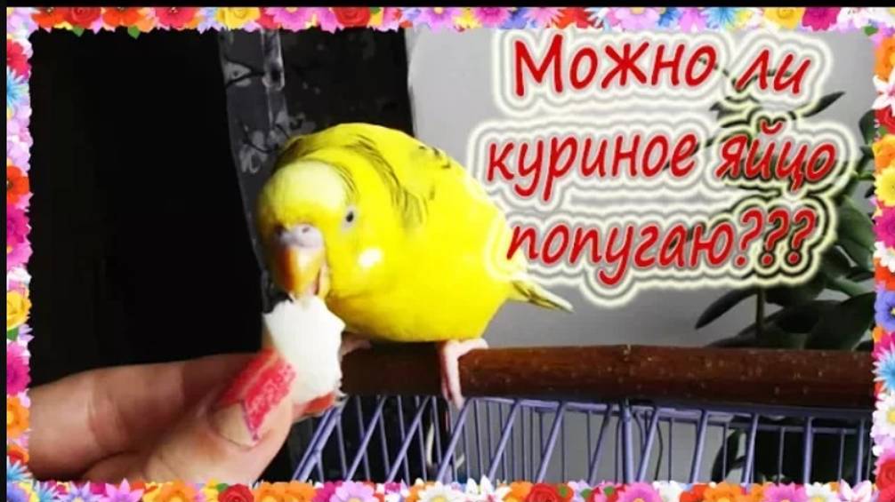 Можно ли попугаю куриное яйцо? Как давать попугаю куриное яйцо? Можно ли яйцо попугаю??? смотреть онлайн