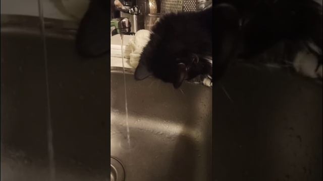 Лев пытается пить воду из-под крана и играется с водой))) смотреть онлайн