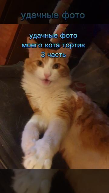 удачные фото моего кота тортик 3 часть смотреть онлайн
