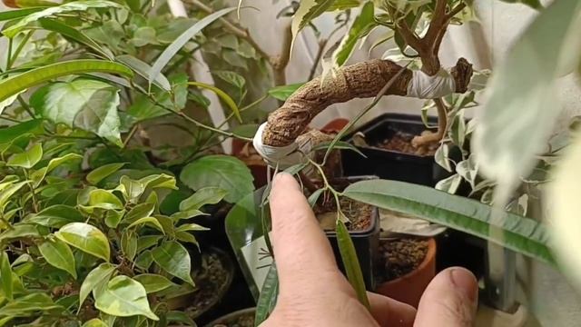 √7,√8 фикус 112 Бенджамина (Бонсай)