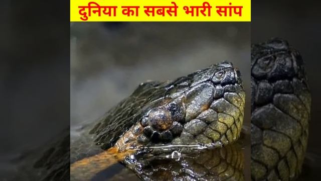 Anaconda क्यों माना जाता है खतरनाक || 😱😱 Fact About Anaconda ||🥰🥰 #shorts #youtubeshorts смотреть онлайн