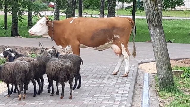 Коровы пришли на братскую могилу смотреть онлайн