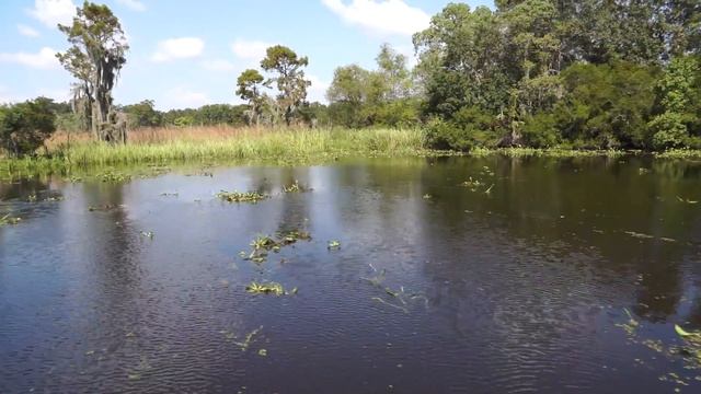 Louisiana Swamp Tour Video