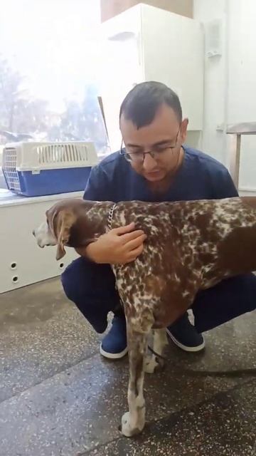 3 сеанс предоперационной химиотерапии у красотки Айны... 🧐😔😟 смотреть онлайн