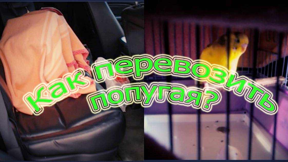 КАК ПЕРЕВОЗИТЬ ПОПУГАЯ В МАШИНЕ? ПЕРЕВОЗИМ ВОЛНИСТОГО ПОПУГАЯ смотреть онлайн