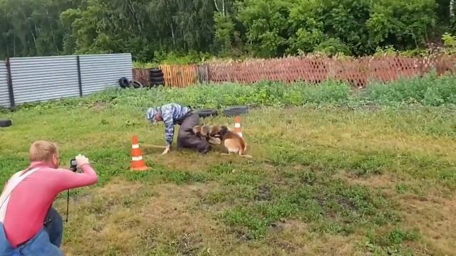 Подготовка служебных собак к защитной службе смотреть онлайн