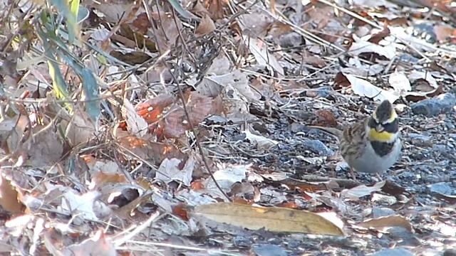 ミヤマホオジロ。 "Emberiza elegans" смотреть онлайн
