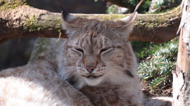 Lynx 5 . Рысь смотреть онлайн