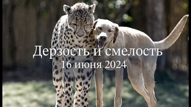 Дерзость и смелость смотреть онлайн