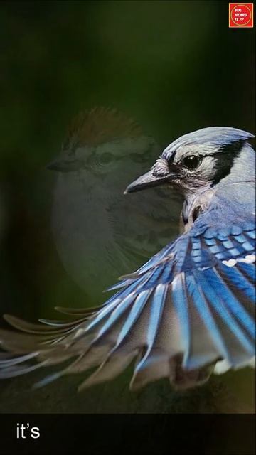 The most common wild bird in the world isn’t the sparrow or Blue Jay смотреть онлайн