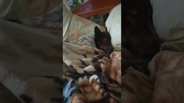 Кто в доме хозяин смотреть онлайн