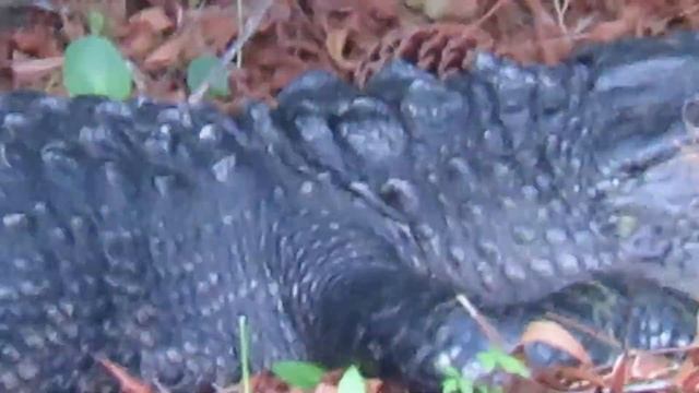 JAWS OPEN & TEETH AMAZING ON LONG TAILED ALLIGATOR at Arrow Road Pond! Hilton Head Island, SC смотреть онлайн