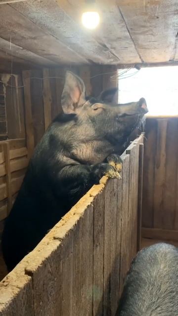 ПЕРЕД КОРМЛЕНИЕМ ВСЕГДА ТАК🐽😅 смотреть онлайн