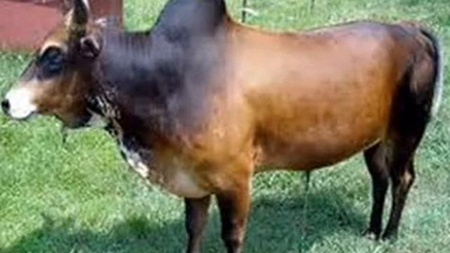 Moans with Zebu смотреть онлайн