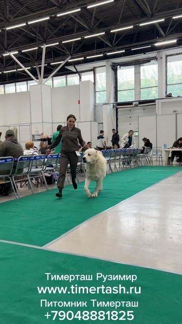 01.06.24 ЧРКФ ТЮМЕНЬ ТИМЕРТАШ РУЗИМИР Сын АВРОРЫ и ЧАРДАША ЧРКФ, САС, BOS ЛУЧШИЙ КОБЕЛЬ #алабай #do смотреть онлайн