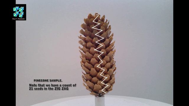 ORDER in PINE CONES - QUAD STEP 3D PHYLLOTAXIS. смотреть онлайн
