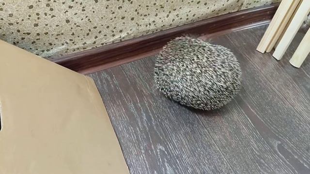 Феня собралась помогать с ремонтом) смотреть онлайн