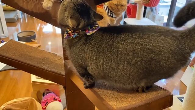 【cat video】Chachamaru is always FINE! いつも元気な茶々丸（猫動画） смотреть онлайн