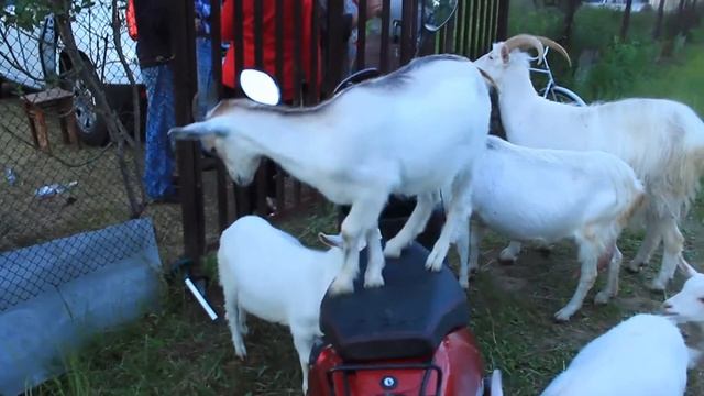 МотоКоза смотреть онлайн