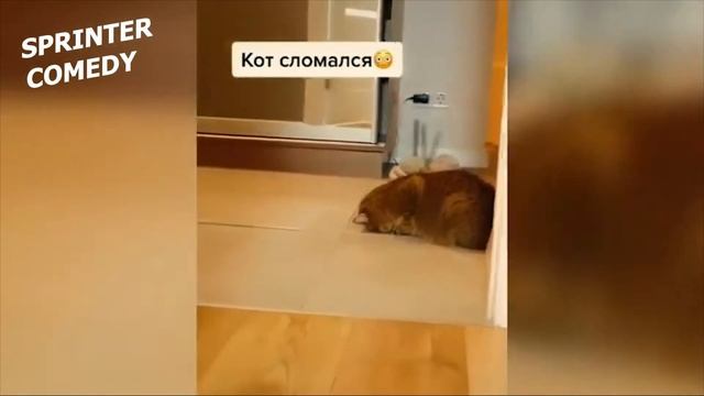 11 МИНУТ СМЕХА##смешная подборка приколов 2020 ##ЛУЧШИЕ ПРИКОЛЫ ##THE BEST COUBS смотреть онлайн