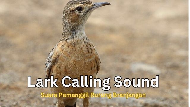 Lark Calling Sound смотреть онлайн