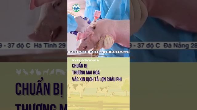 Chuẩn bị thương mại hoá vắc xin dịch tả lợn châu phi смотреть онлайн