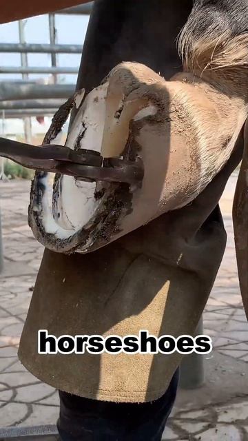 The process of hoof trimming丨AmazingNotes смотреть онлайн