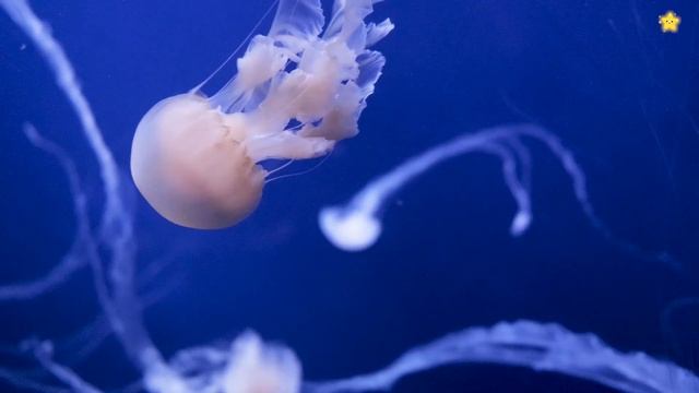 Морские животные для детей  Подводный мир  Морские обитатели для детей