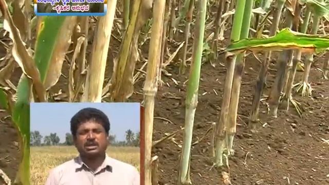 12 01 2017 farmers experience in cultivation of nutrient rich millets called siridhanyagalu and mar смотреть онлайн