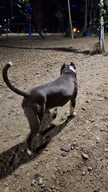 Амстафф Локи 3 года | Нашли Площадку | Стаффорд | Amstaff Loki смотреть онлайн