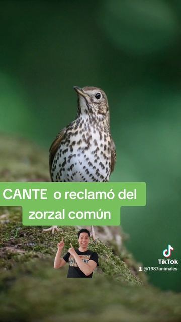 🎼▶️ RECLAMÓ O canto del zorzal común turdus #shorts смотреть онлайн