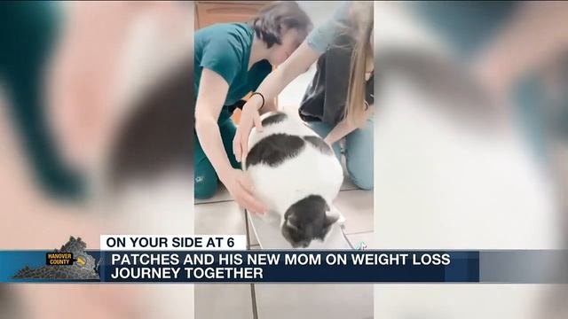 Woman who adopted Patches the 40-pound cat joining his weight-loss journey смотреть онлайн
