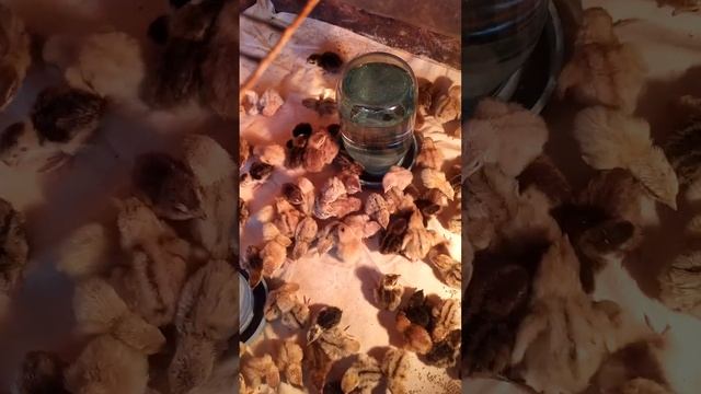 Вывод перепелов, заселяем в брудер. смотреть онлайн