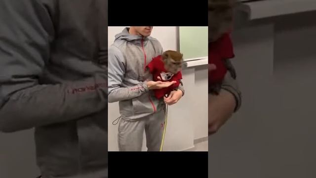 Хасбик против Обезьяны
