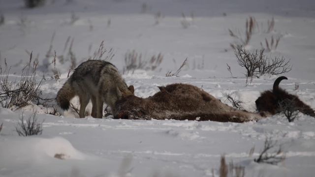 coyote feeding on bison carcass 1 смотреть онлайн