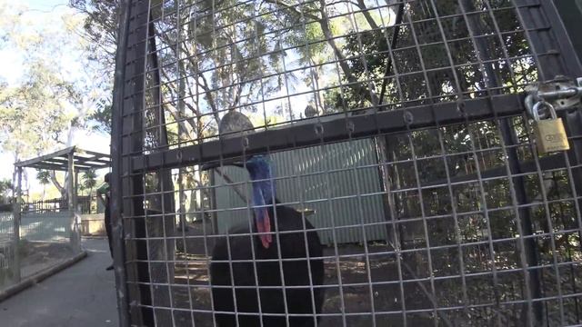 Visiting Koala Park Sanctuary - West Pennant Hills, Sydney, Australia смотреть онлайн
