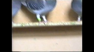 СПОРТИВНЫЕ   ГОЛУБИ