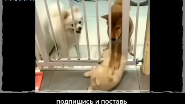 Приколы с животными 😂Кошки, собаки 😁 смотреть онлайн