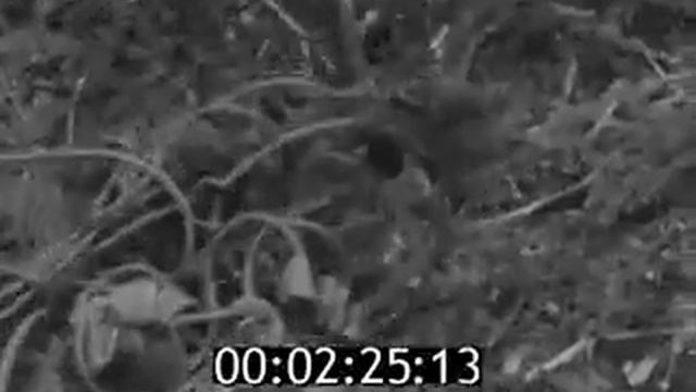 Новое в обрезке сучьев (1982) смотреть онлайн