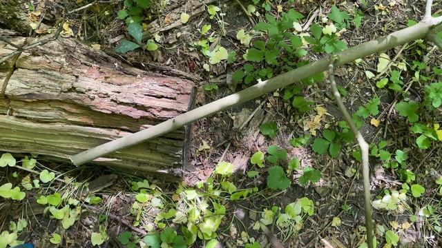 пробуем пилу Samurai C-330-LH в деле